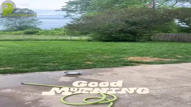 Video preview image #1 Belgian Malinois Puppy For Sale in ROCHESTER, NY, USA