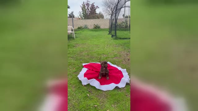 Video preview image #1 French Bulldog Puppy For Sale in SAN DIEGO, CA, USA