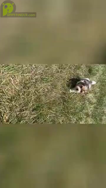 Video preview image #14 Morkie Puppy For Sale in WARSAW, IN, USA