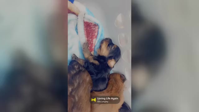 Video preview image #4 Yorkipoo Puppy For Sale in ARLINGTON, TX, USA