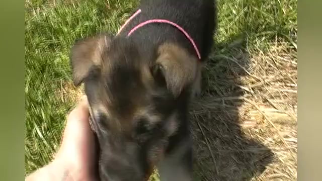 Video preview image #1 German Shepherd Dog Puppy For Sale in PIEDMONT, MO, USA