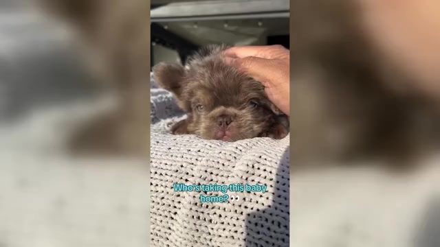 Video preview image #1 French Bulldog Puppy For Sale in HOUSTON, TX, USA