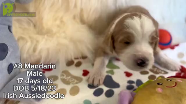 Video preview image #7 F2 Aussiedoodle-Irish Doodle Mix Puppy For Sale in SACRAMENTO, CA, USA