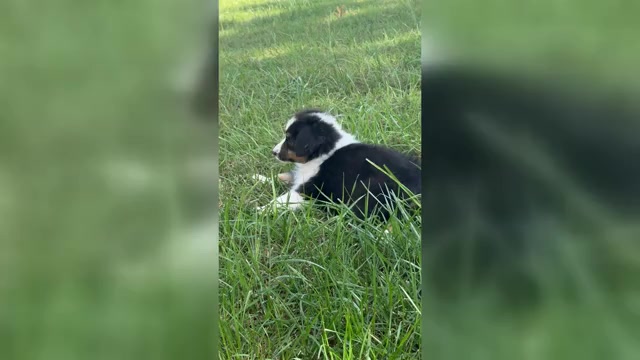 Video preview image #3 Miniature American Shepherd Puppy For Sale in NOLENSVILLE, TN, USA
