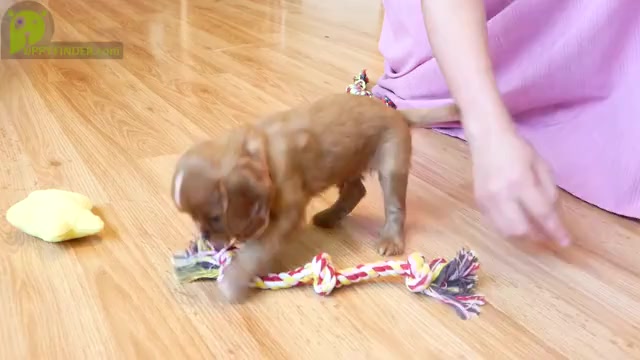Video preview image #1 Cavalier King Charles Spaniel Puppy For Sale in MARCELLUS, MI, USA
