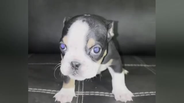 Video preview image #4  Breeder Profile in CLEVELAND, OH, USA