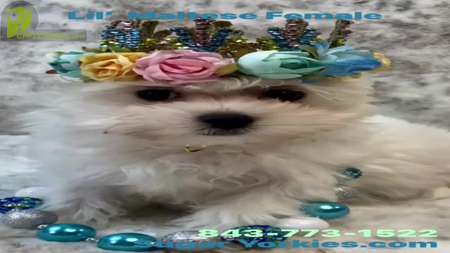 Video preview image #1  Breeder Profile in STANTONVILLE, TN, USA