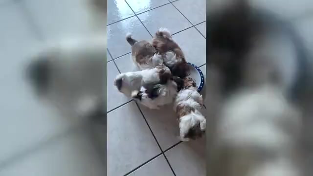 Video preview image #1 Shih Tzu Puppy For Sale in BRISTOL, IN, USA