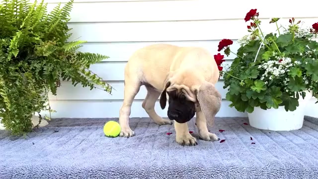 Video preview image #2 Mastiff Puppy For Sale in WAKARUSA, IN, USA