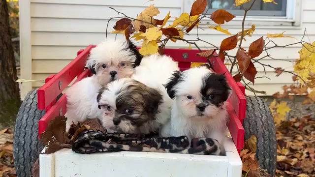 Video preview image #1 Shih Tzu Puppy For Sale in WAKARUSA, IN, USA