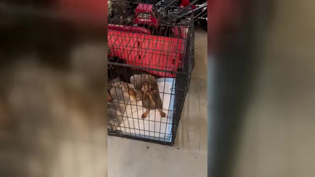 Video preview image #1 Doberman Pinscher Puppy For Sale in HESPERIA, CA, USA