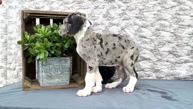 Video preview image #8 Great Dane Puppy For Sale in WAKARUSA, IN, USA