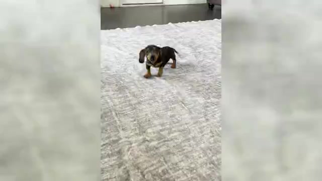 Video preview image #10 Dachshund Puppy For Sale in WARSAW, IN, USA