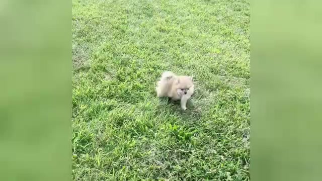 Video preview image #3 Pomeranian Puppy For Sale in WARSAW, IN, USA