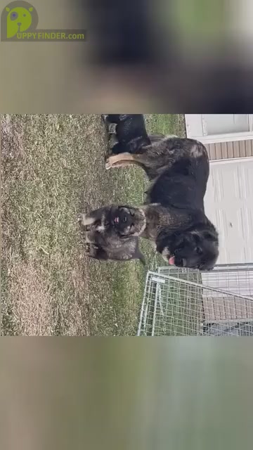 Video preview image #3  Breeder Profile in TWINING, MI, USA