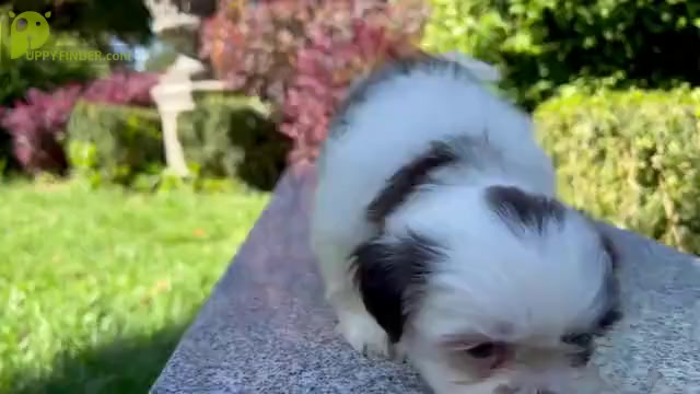 Video preview image #4 Shih Tzu Puppy For Sale in HAYWARD, CA, USA