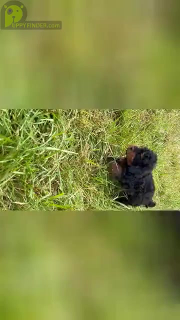 Video preview image #26 Poodle (Toy) Puppy For Sale in WARSAW, IN, USA