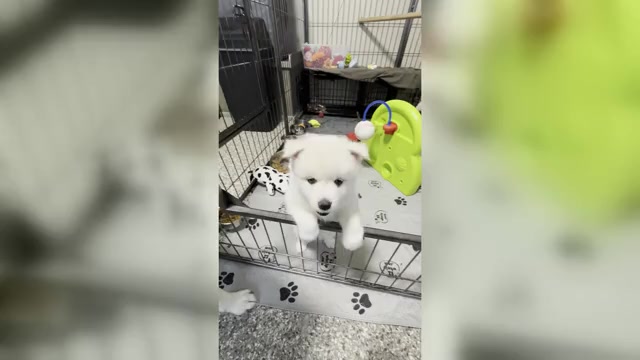 Video preview image #1 Pomsky Puppy For Sale in DE SOTO, KS, USA