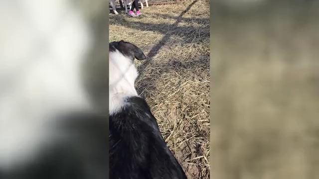 Video preview image #3 Border Collie Puppy For Sale in LEBANON, MO, USA