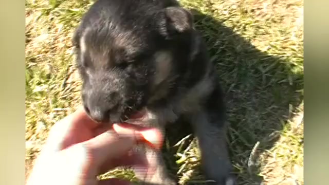 Video preview image #1 German Shepherd Dog Puppy For Sale in PIEDMONT, MO, USA