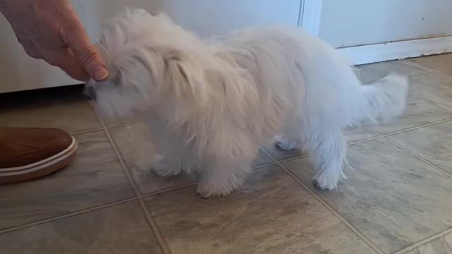 Video preview image #6 Maltese Puppy For Sale in BEAR RIVER, WY, USA