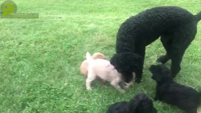 Video preview image #1 Poodle (Standard) Puppy For Sale in FRANKFORT, KY, USA