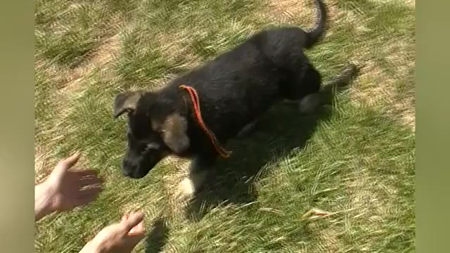 Video preview image #1 German Shepherd Dog Puppy For Sale in PIEDMONT, MO, USA