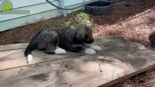 Video preview image #2 Aussiedoodle Puppy For Sale in CHAPEL HILL, NC, USA