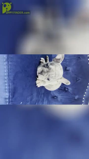 Video preview image #17 French Bulldog Puppy For Sale in SAN FRANCISCO, CA, USA