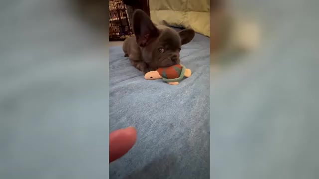 Video preview image #22 French Bulldog Puppy For Sale in ORANGE, TX, USA