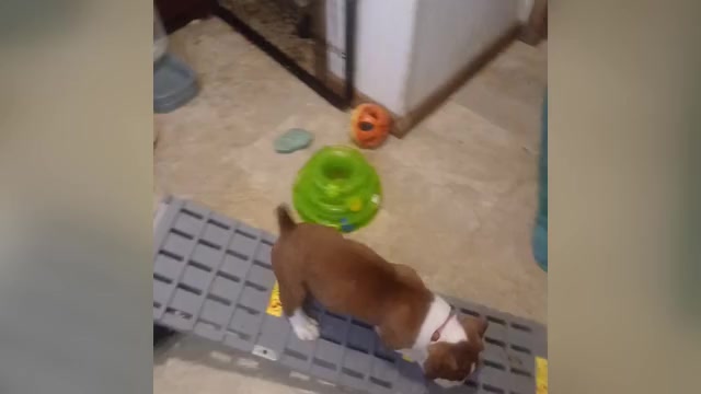 Video preview image #2 Boxer Puppy For Sale in TROUPSBURG, NY, USA