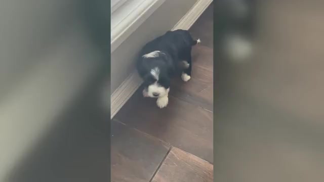 Video preview image #1 Maltipoo Puppy For Sale in EL PASO, TX, USA