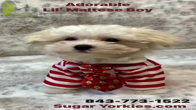 Video preview image #3  Breeder Profile in STANTONVILLE, TN, USA