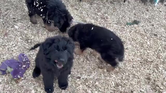 Video preview image #4 German Shepherd Dog Puppy For Sale in NEWVILLE, PA, USA