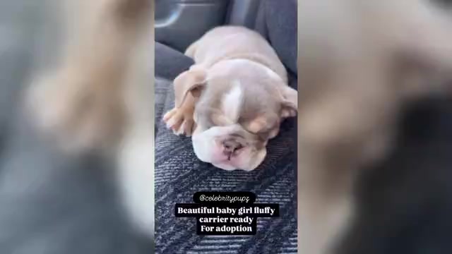 Video preview image #1 French Bulldog Puppy For Sale in BERKELEY, CA, USA