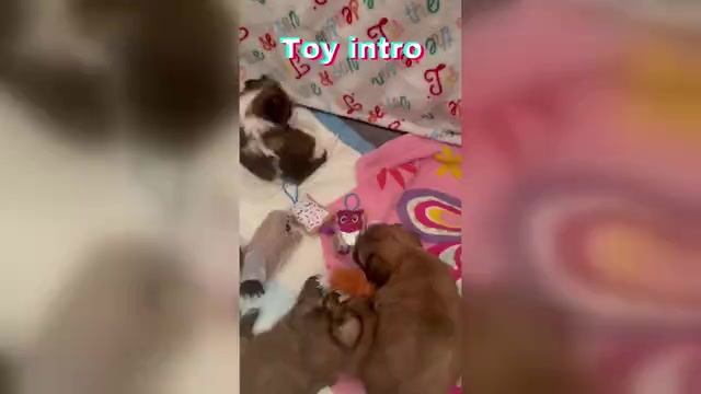 Video preview image #1 Shorkie Tzu Puppy For Sale in COLORADO SPRINGS, CO, USA