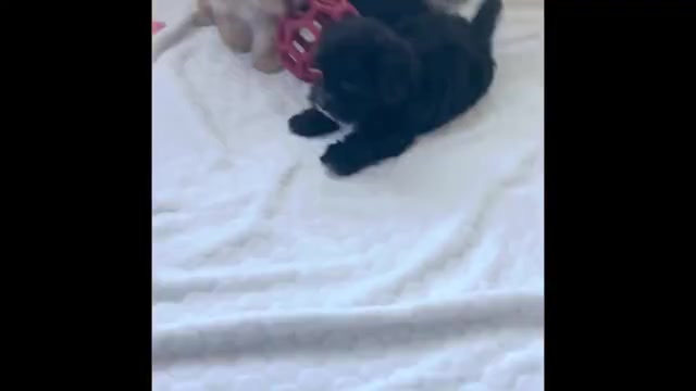 Video preview image #1 Morkie Puppy For Sale in ROCK STREAM, NY, USA