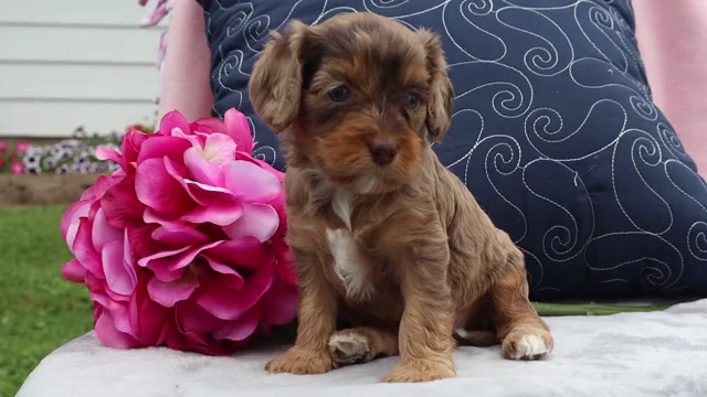 Video preview image #2 Cavapoo Puppy For Sale in THORP, WI, USA
