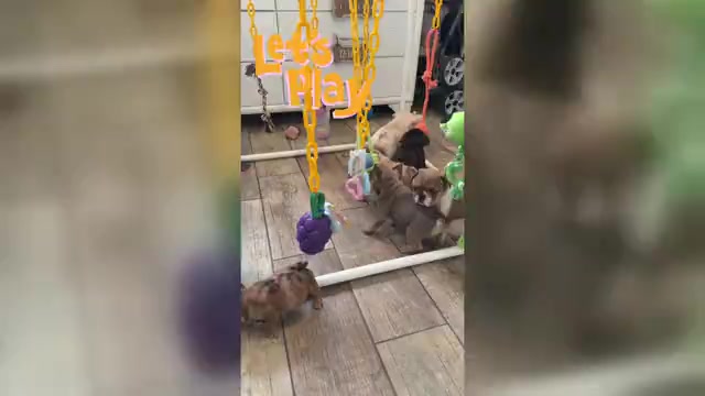 Video preview image #1 French Bulldog Puppy For Sale in CAPE CORAL, FL, USA