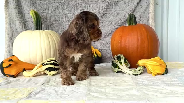 Video preview image #2 Cocker Spaniel Puppy For Sale in WAKARUSA, IN, USA