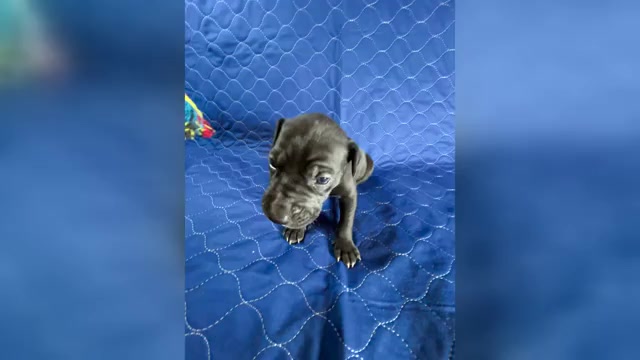 Video preview image #6 Cane Corso-Great Dane Mix Puppy For Sale in BROOKFIELD, MA, USA