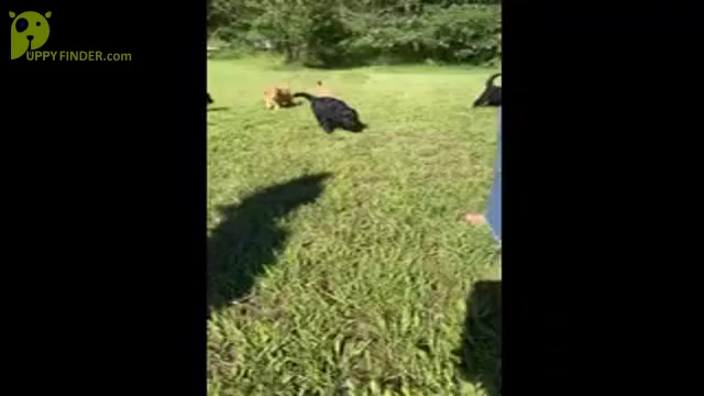 Video preview image #1 Goldendoodle Puppy For Sale in MAYWOOD, IL, USA