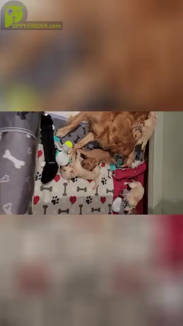 Video preview image #2 Golden Retriever Puppy For Sale in FRESNO, CA, USA