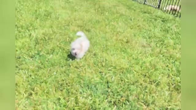 Video preview image #1 Maltipoo Puppy For Sale in WARSAW, IN, USA