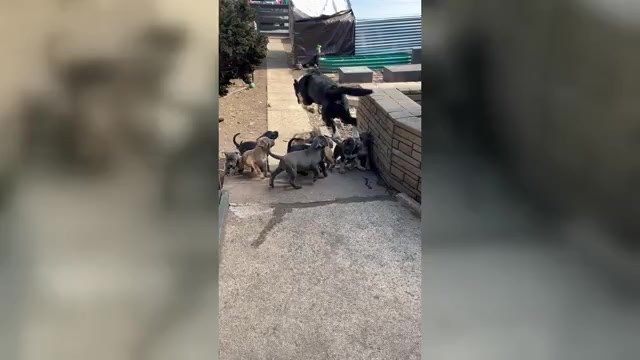 Video preview image #1 Cane Corso-French Bulldog Mix Puppy For Sale in BIRDSBORO, PA, USA