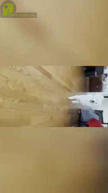 Video preview image #1 Samoyed Puppy For Sale in DALY CITY, CA, USA