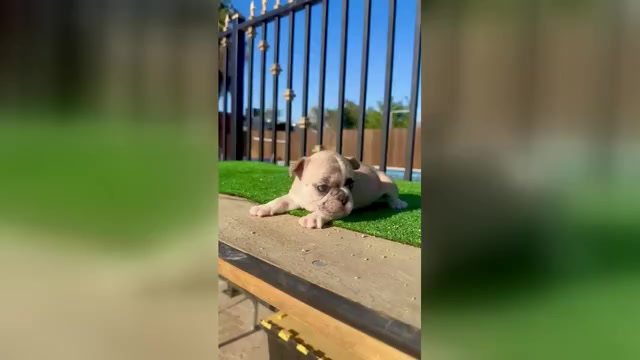 Video preview image #2 French Bulldog Puppy For Sale in CHARLOTTESVILLE, VA, USA