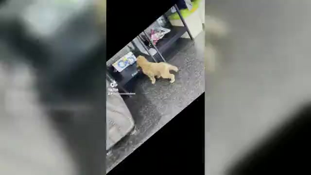 Video preview image #5 Cavapoo Puppy For Sale in WARSAW, IN, USA