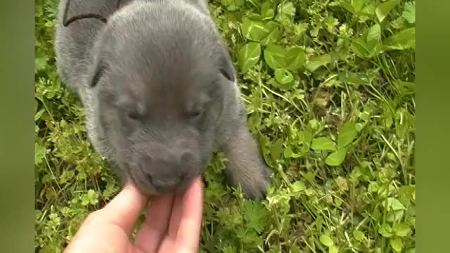 Video preview image #1 German Shepherd Dog Puppy For Sale in PIEDMONT, MO, USA