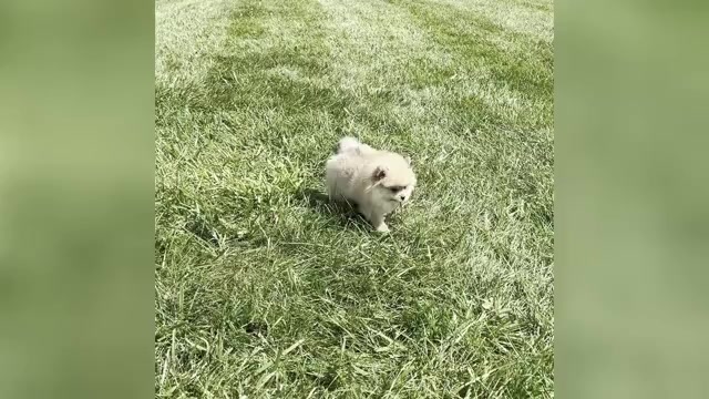 Video preview image #1 Pomeranian Puppy For Sale in WARSAW, IN, USA
